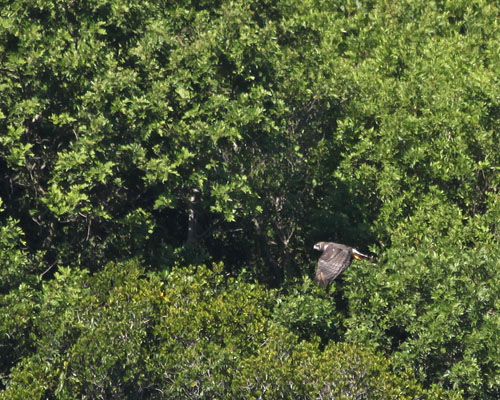 Grey Headed Kite