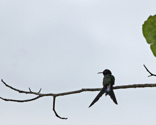 Swallow Tailed Hummingbird