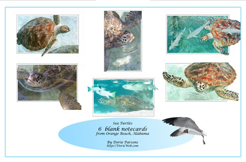 Sea Turtles Notecard Set
