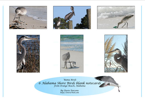 Shore Birds Notecard Set