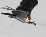 Osprey Swoop