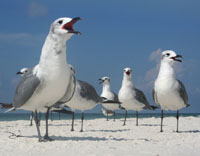 Beach Chorus