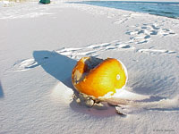 Beach Pumpkin