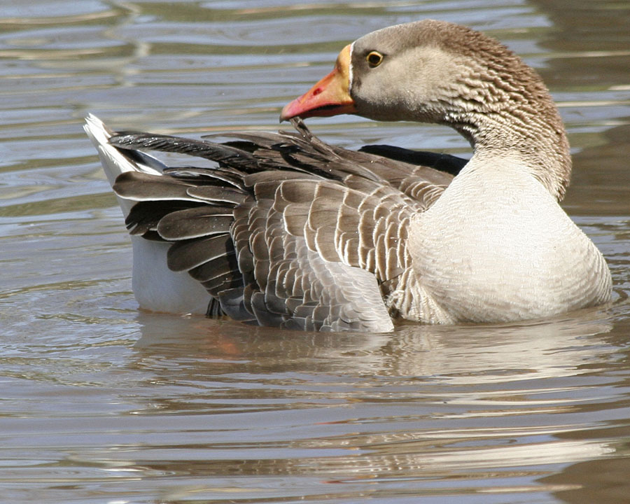 Greater White-fronted Goose