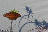Monarch Butterfly on the Beach