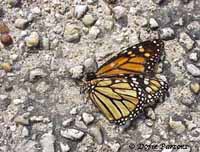 Monarch Butterfly on the Road