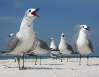 Beach Chorus