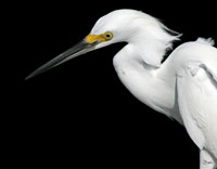 Egret Profile